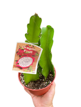 Dragon Fruit