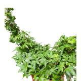 Ivy Green Topiary Heart