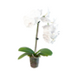 Orchids