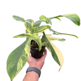 Philodendron Florida Beauty Variegated