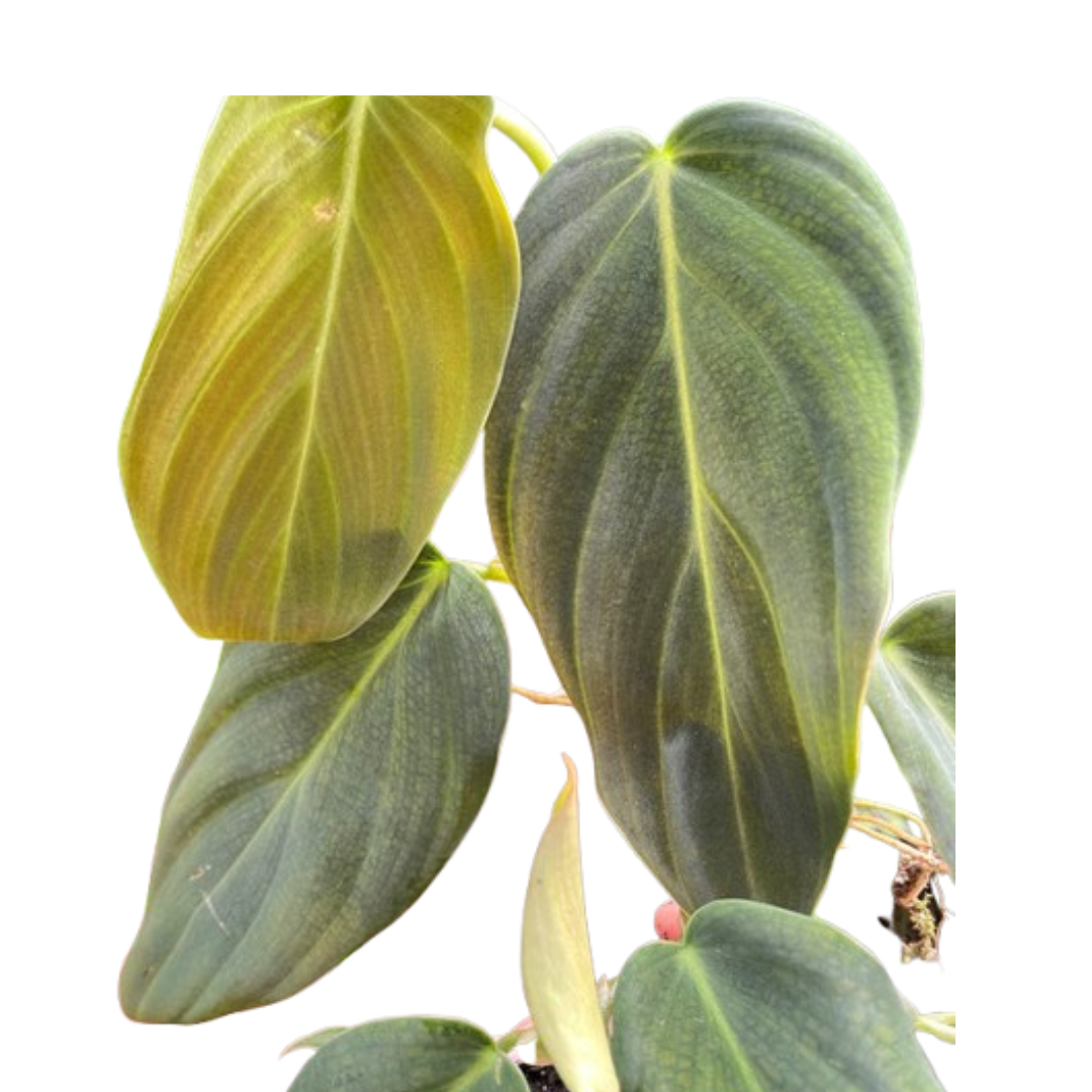 philodendron gigas vs micans Philodendron Gigas – PlantsandTrees.com