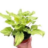 Philodendron 'Xanadu' Variegated