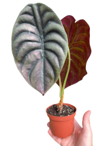 Alocasia 'Red Secret'