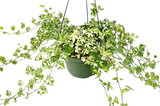 English Ivy 'Kolibre'