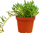 Senecio Succulent 'Fish Hooks'