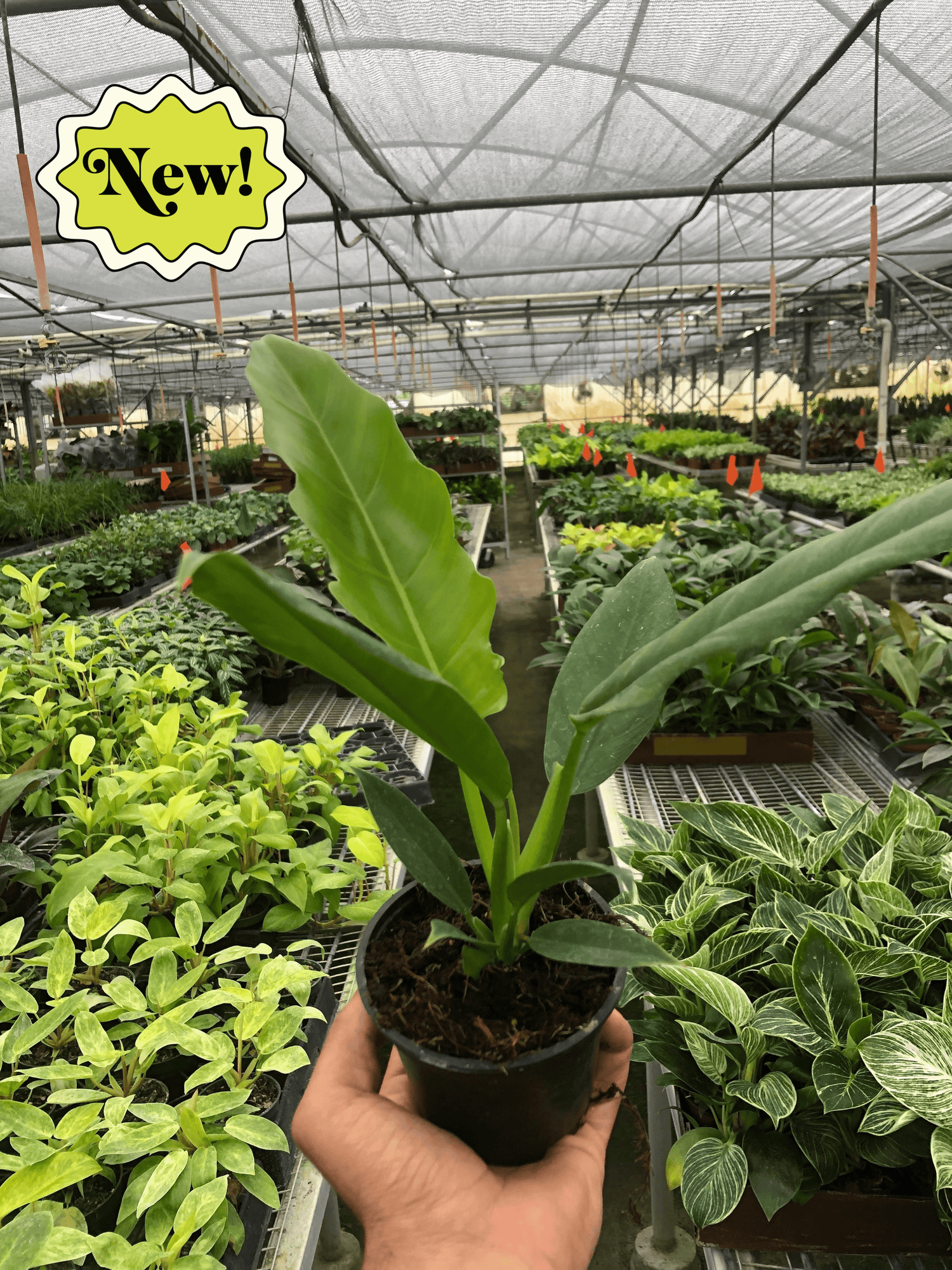 narrow escape philodendron Philodendron 'Narrow Escape' – PlantsandTrees.com