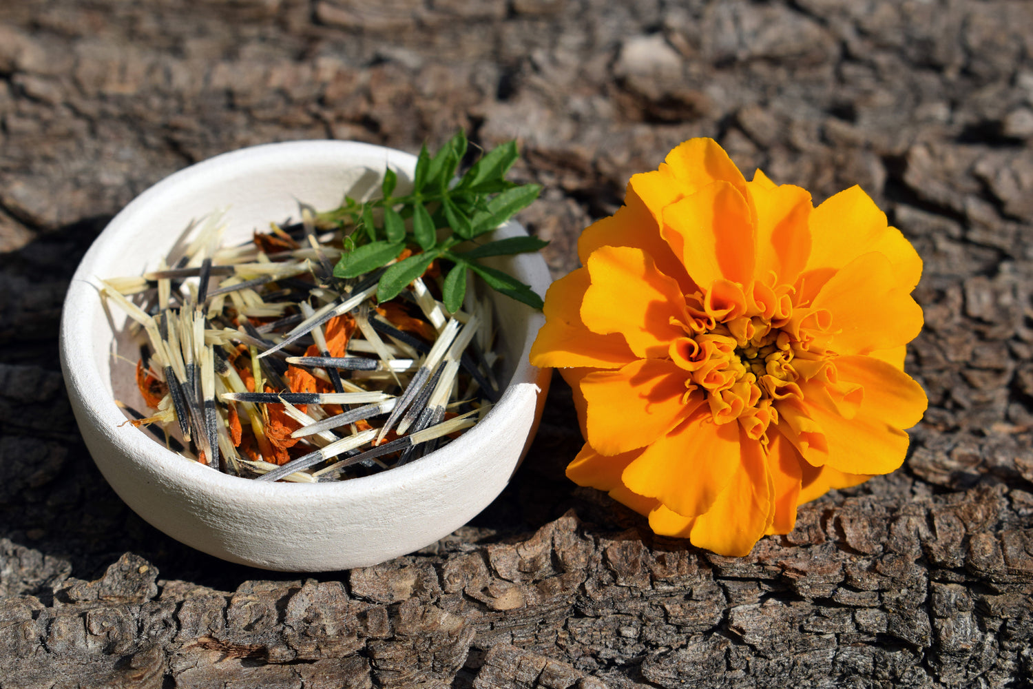 marigold flower seeds near me Marigold Seed Packet – PlantsandTrees.com