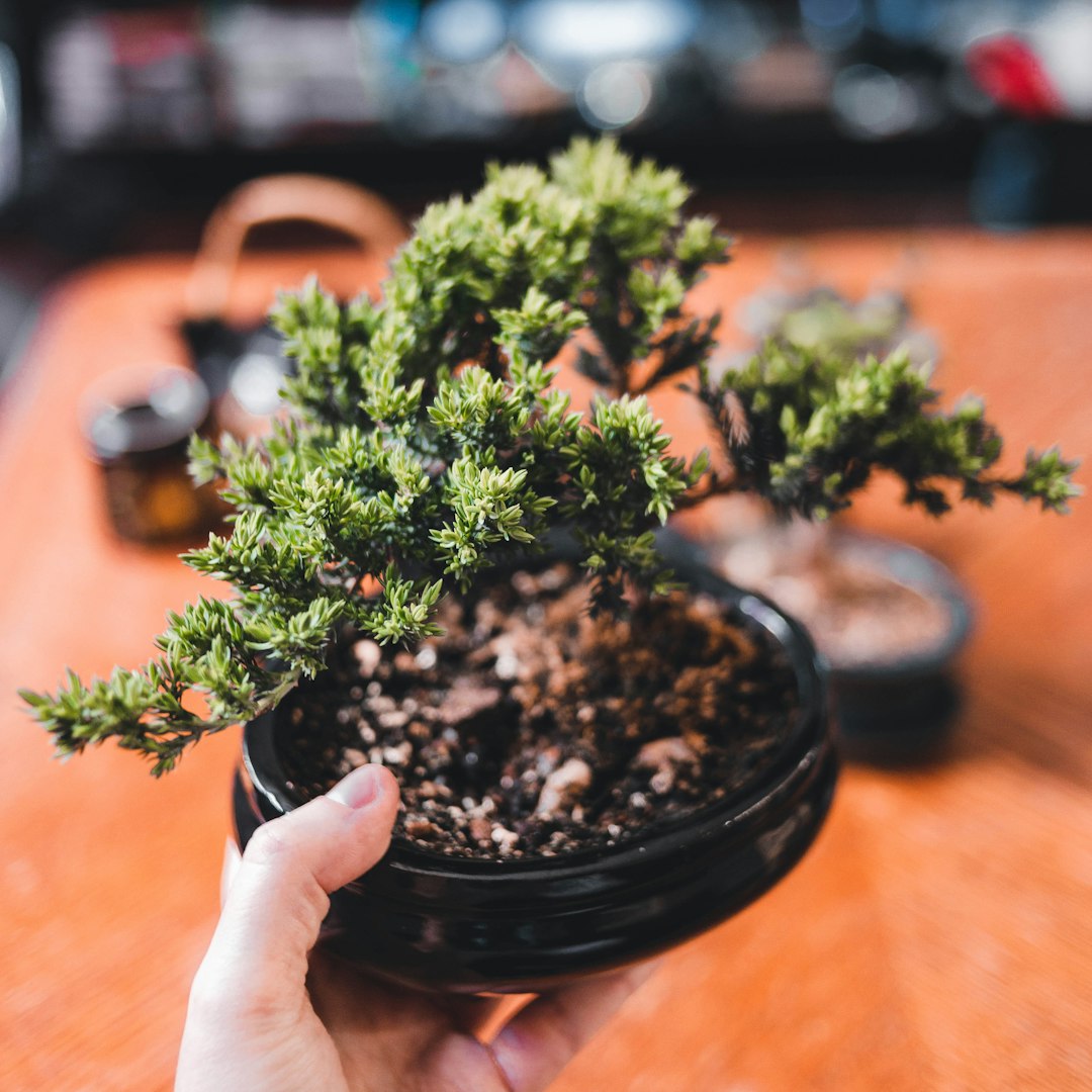 Bonsai Juniper