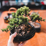 Bonsai Juniper