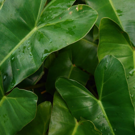 Philodendron Cordatum Heartleaf